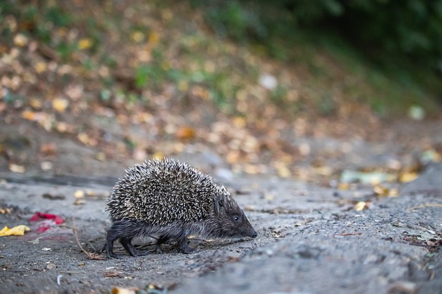 研究球隊如 研究球隊如